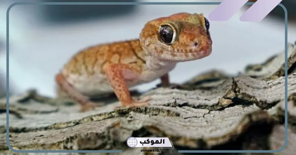 رمز الوزغ في المنام للمتزوجة والحامل والمطلقة لابن سيرين 5 الخوف من الوزغ في المنام للمتزوجة