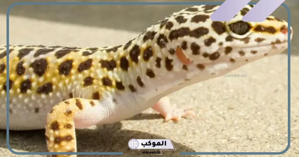 رمز الوزغ في المنام للمتزوجة والحامل والمطلقة لابن سيرين 6 الخوف من الوزغ في المنام للمتزوجة