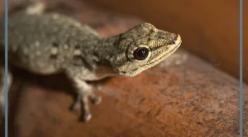 وزغ للمتزوج