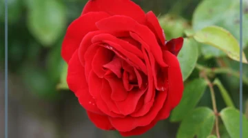 أجمل عبارة عن الوردة