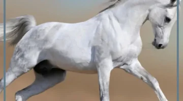 أهم تفسيرات رؤية الحصان في المنام