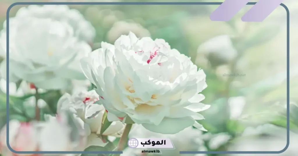 تفسير حلم الورد الأبيض للحامل