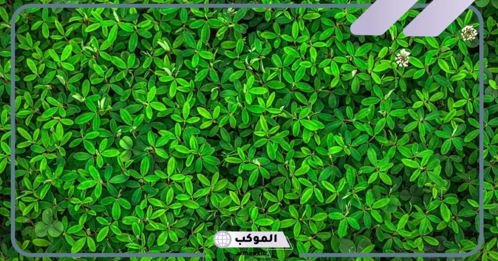 ما هي دلالة اللون الأخضر وما هو رمزه؟ لون أخضر فاتح 5 اللون الأخضر في علم النفس