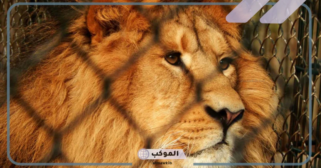 معلومات عن شعر الاسد وأشهر الأسماء التي تطلق عليه 5 شعر عن الأسد تويتر