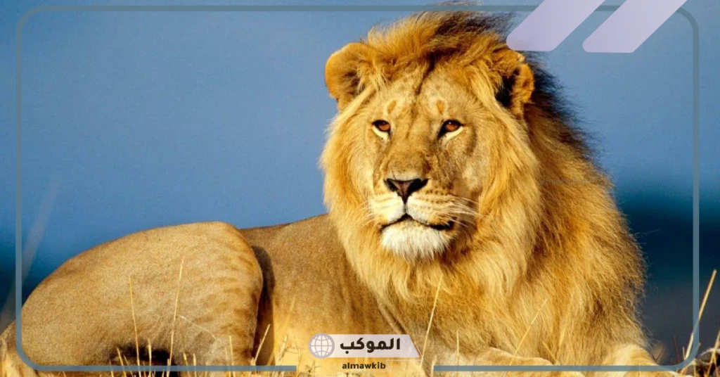 تفسير حلم الاسود في المنام للعزباء والمتزوجة يهاجمني لابن سيرين 6 تفسير حلم الأسد في البيت