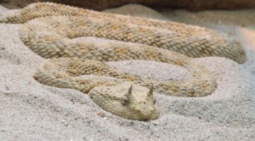 الافعى المقرنة