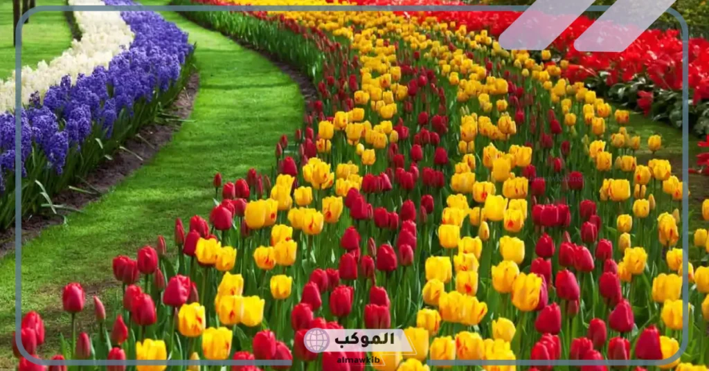 معنى زهرة التوليب وما قصتها؟ صفات محبي زهرة التوليب 6 معنى زهرة التوليب البنفسجية