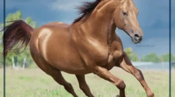 الحصان في المنام