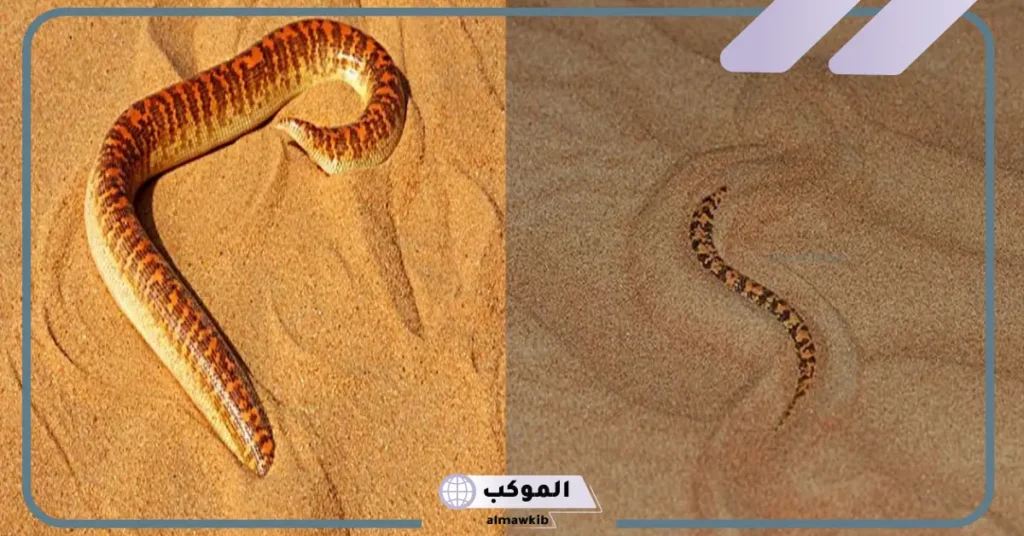 رؤية الثعبان في المنام للعزباء