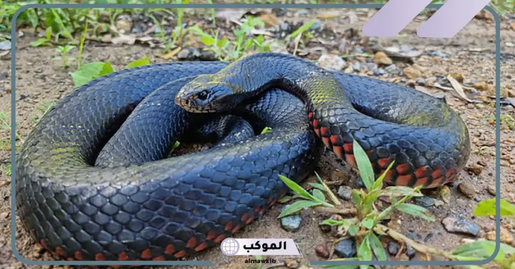 رؤية الثعبان الأسود في المنام للعزباء