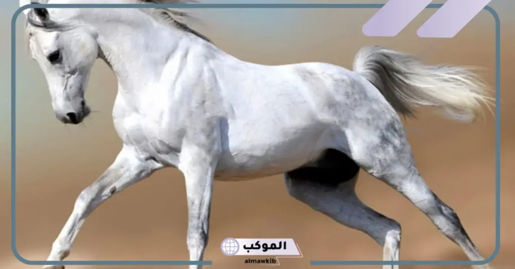 تفسير رؤية الخيل في المنام للمرأة العزباء والحامل لابن سيرين 6 تفسير الخوف من الحصان في المنام للعزباء