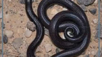 الداب الاسود