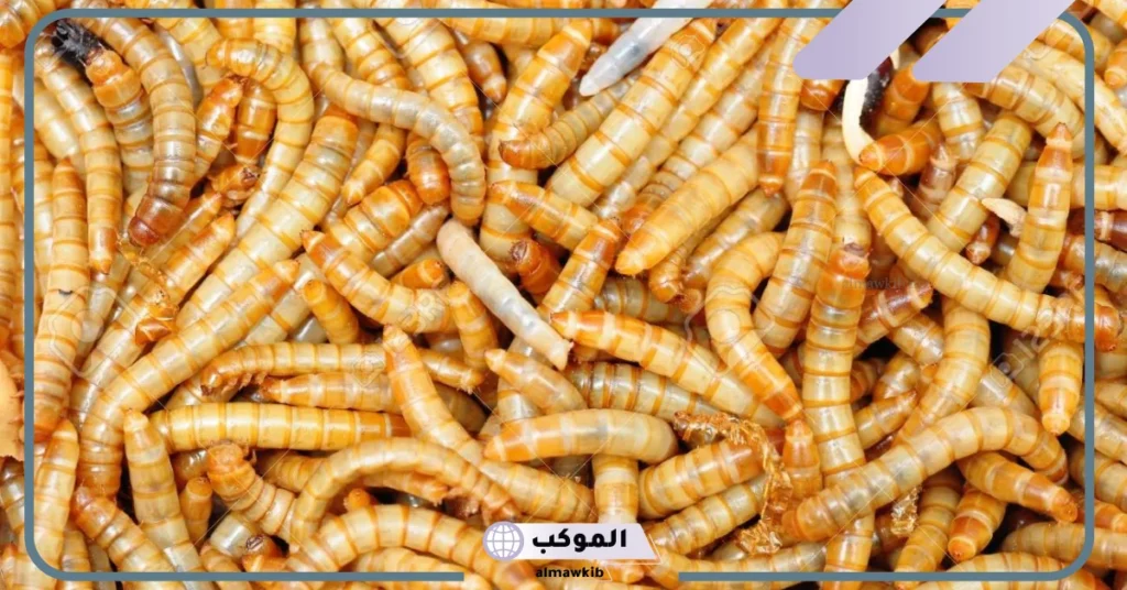 تفسير حلم رؤية الدود يخرج من الجسم في المنام للرجل والمرأة لابن سيرين 6 رؤية الدود يخرج من الجسم في المنام للعزباء