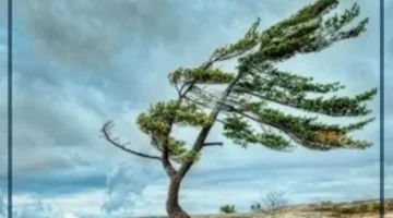 الرياح في المنام