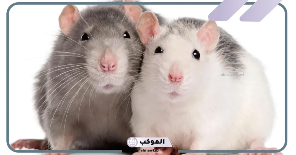 الفئران في المنام للرجل