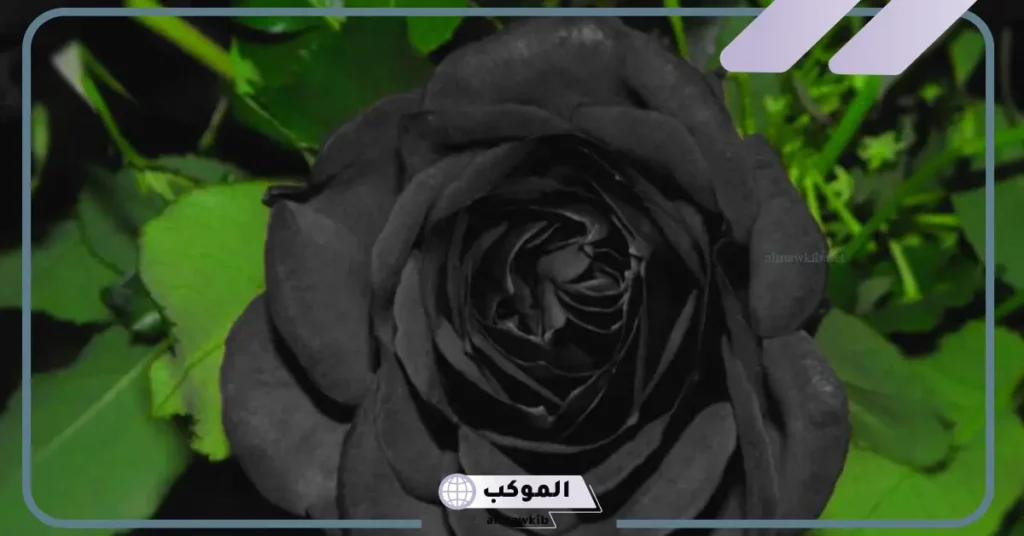 ما هو معنى اللون الاسود في علم النفس؟ شخصية اللون الاسود 6 الاسود لون ايجابي