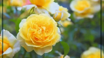 الورد في المنام