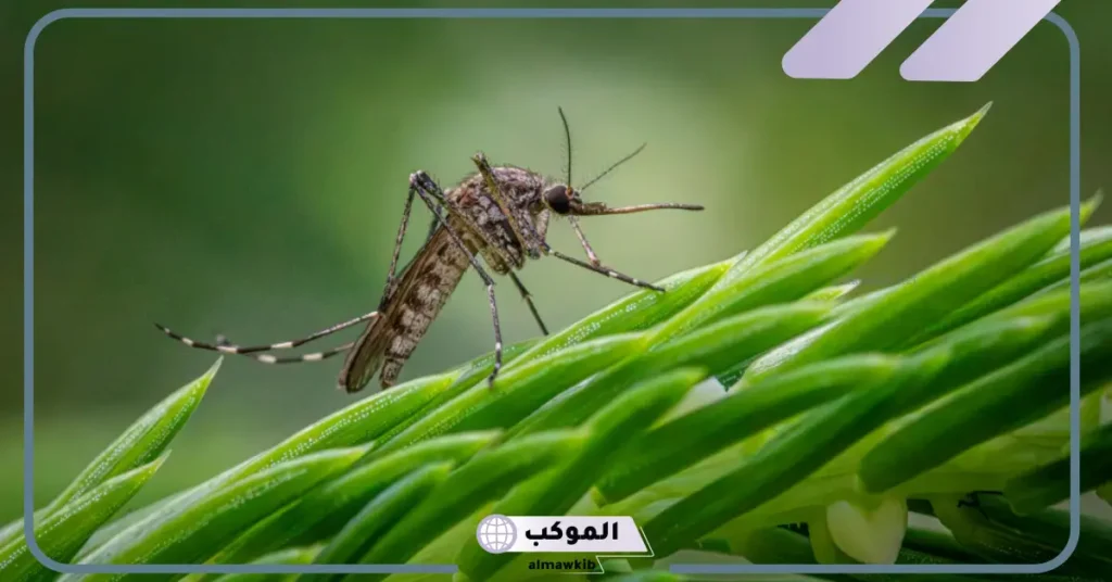 تفسير حلم الناموس في المنام لابن سيرين والنابلسي ورمز الناموس الكثير 5 الناموس في المنام للرجل