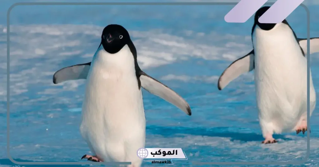 تربية البطريق في المنام