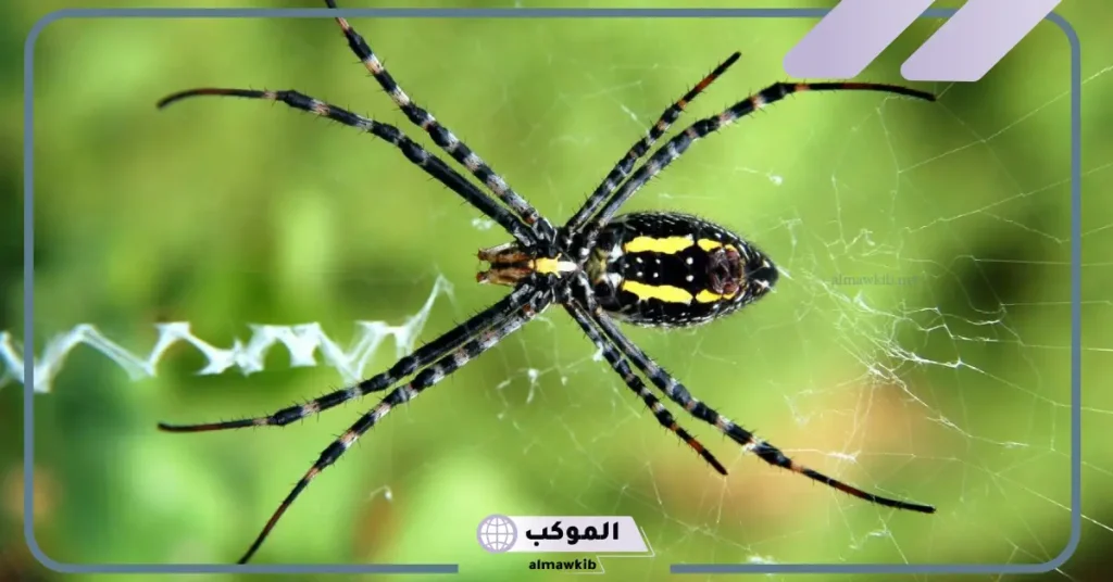 تفسير حلم رؤية عنكبوت اسود صغير في المنزل لابن سيرين 6 تفسير حلم عنكبوت أسود يلاحقني