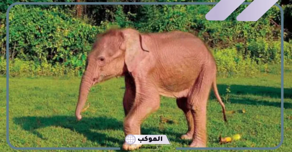 رؤية الفيل في المنام للعزباء