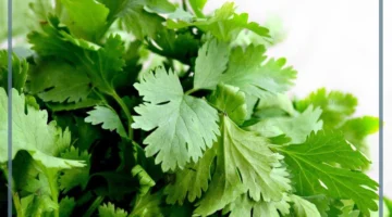 تفسير حلم البقدونس