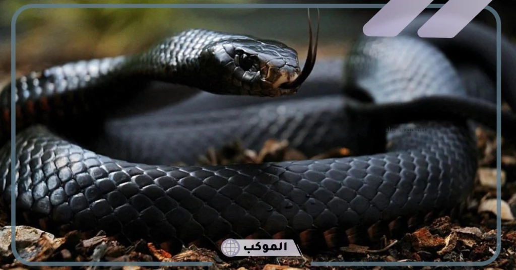 تفسير حلم كوبرا سوداء كبيرة في المنام تهاجم لكبار المفسرين 6 تفسير حلم كوبرا سوداء تهاجمني