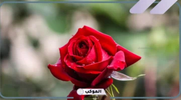 تفسير حلم الورد الأحمر