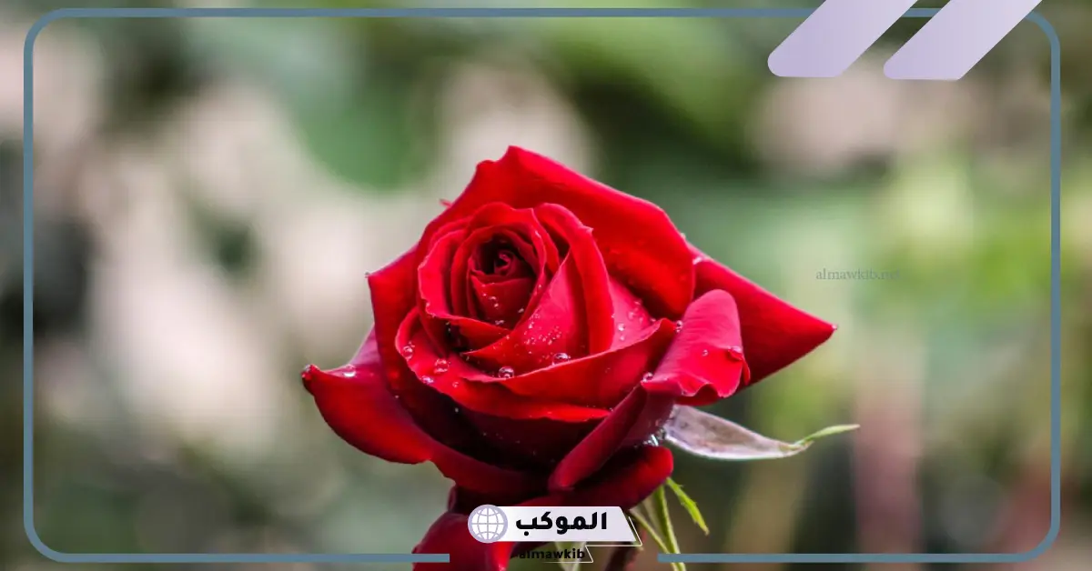 الورد الاحمر في المنام
