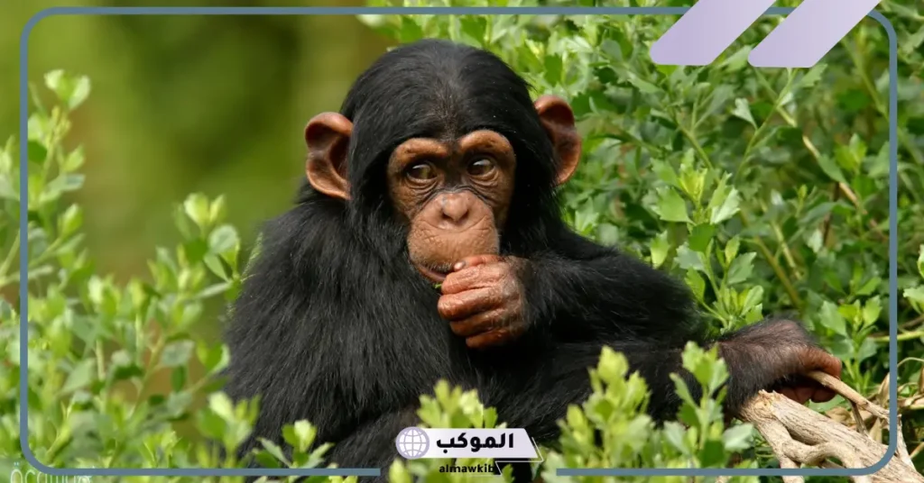 تفسير حلم الغوريلا في المنام والهجوم على العزباء لابن سيرين 6 الغوريلا في المنام للرجل