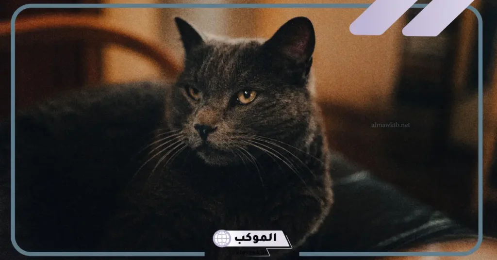 رؤية القطط في المنام للعزباء