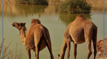 تفسير ذبح الجمل