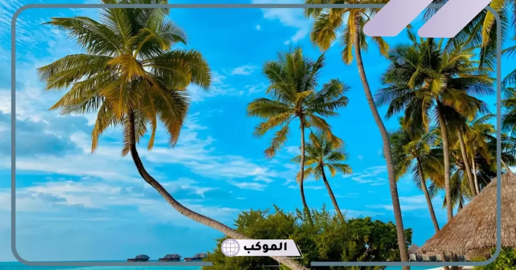 رؤية النخل في المنام للمطلقة