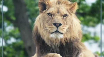 تفسير رؤية الأسد