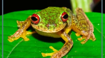 تفسير رؤية الضفادع في الحلم