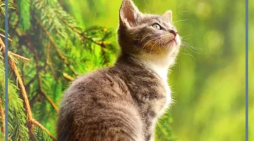 تفسير رؤية القطط في المنام