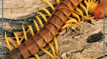 تفسير وجود أم أربعة وأربعين في البيت