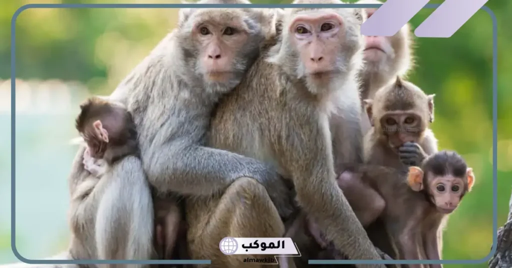 رؤية القرد في المنام للمتزوجة