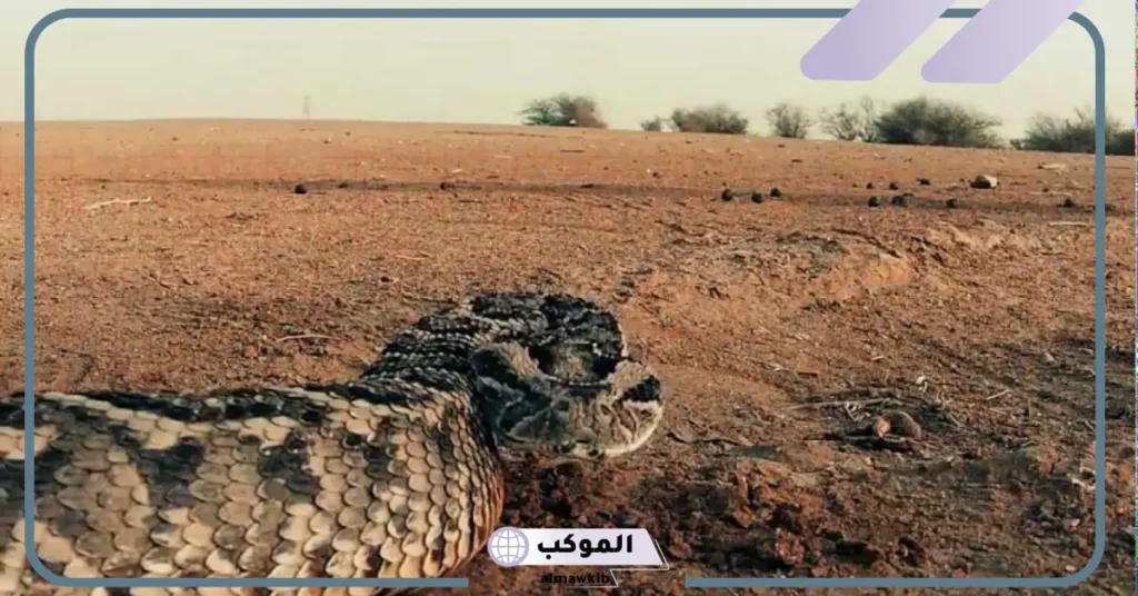 رؤية الثعبان في المنام للمتزوجة