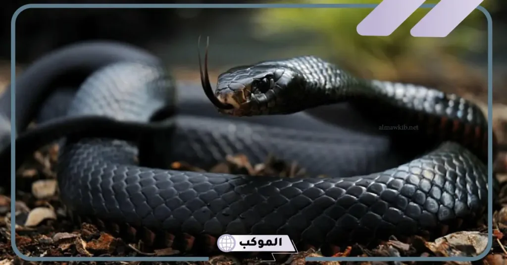 رؤية الثعبان الأسود في المنام للمتزوجة