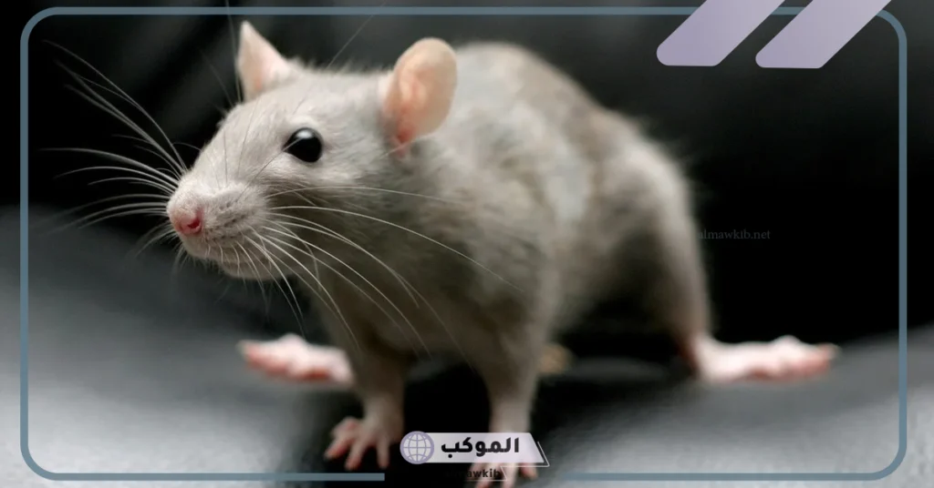 رؤية الفئران في المنام للمتزوجة 