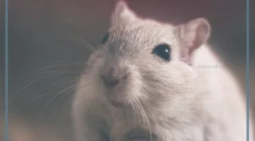 حلم الفأر في البيت