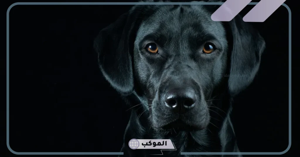 رؤية كلب أسود أليف في المنام 