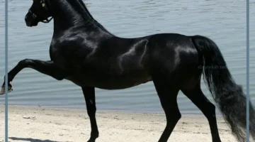 حلمت بالخيل