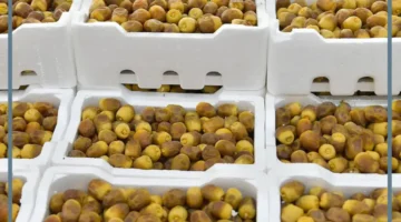 حلمت بالرطب