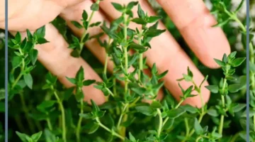 حلمت بالزعتر