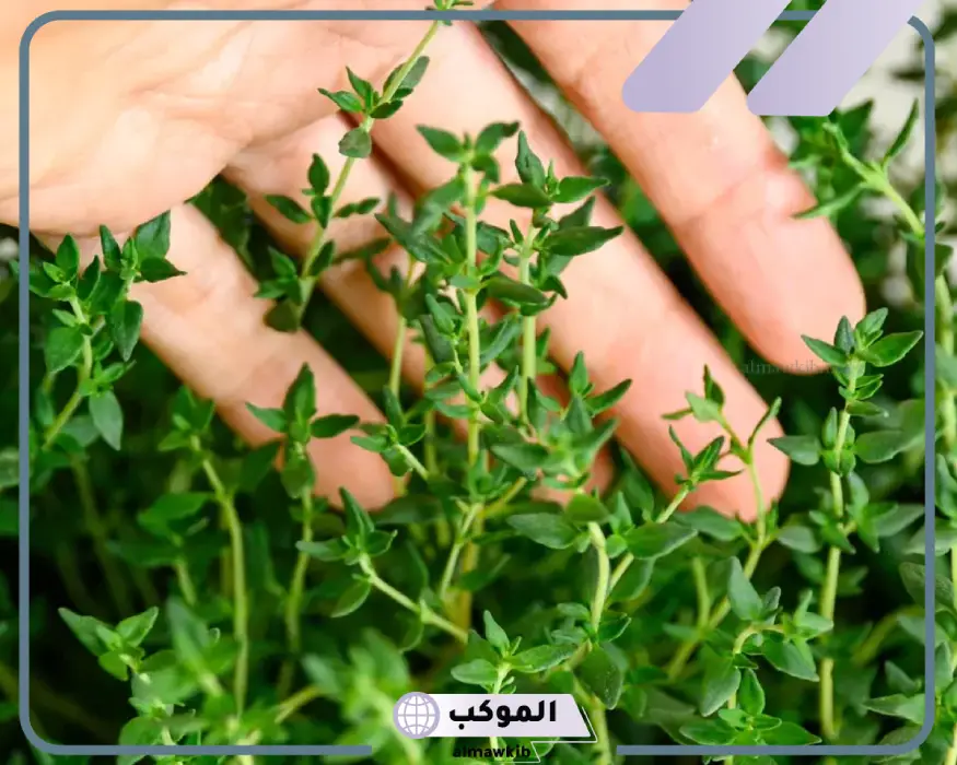 تفسير الزعتر في المنام لابن سيرين