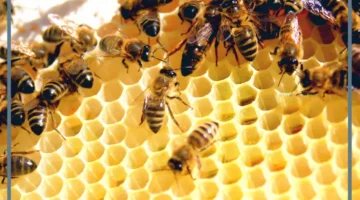 حلمت بالنحل