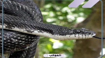 حلمت بحية سوداء