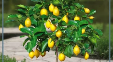 حلمت بشجرة الليمون